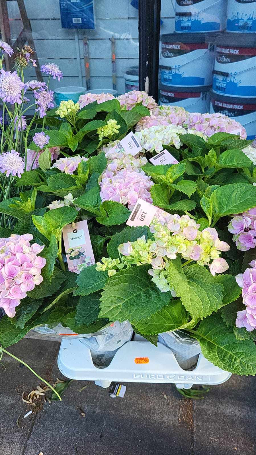 Mixed Perennials 10cm - 30cm Pots (LOCAL PICKUP / DELIVERY ONLY)