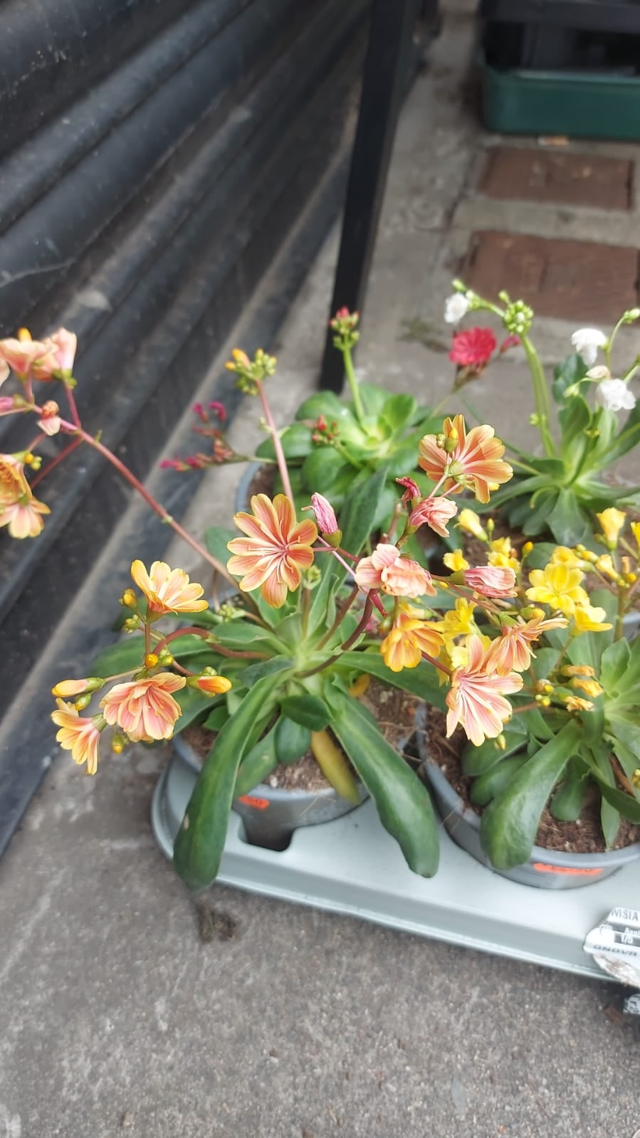 Mixed Perennials 10cm - 30cm Pots (LOCAL PICKUP / DELIVERY ONLY)