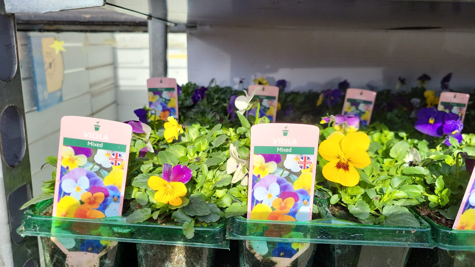 British Grown Bedding Packs (5 TRAYS FOR £17.50) (LOCAL PICKUP / DELIVERY ONLY)