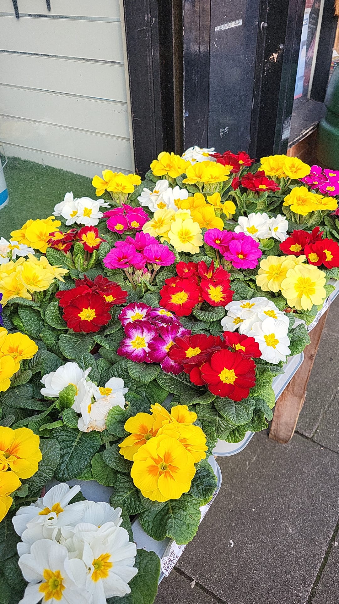 Primroses Pot (LOCAL PICKUP / DELIVERY ONLY)