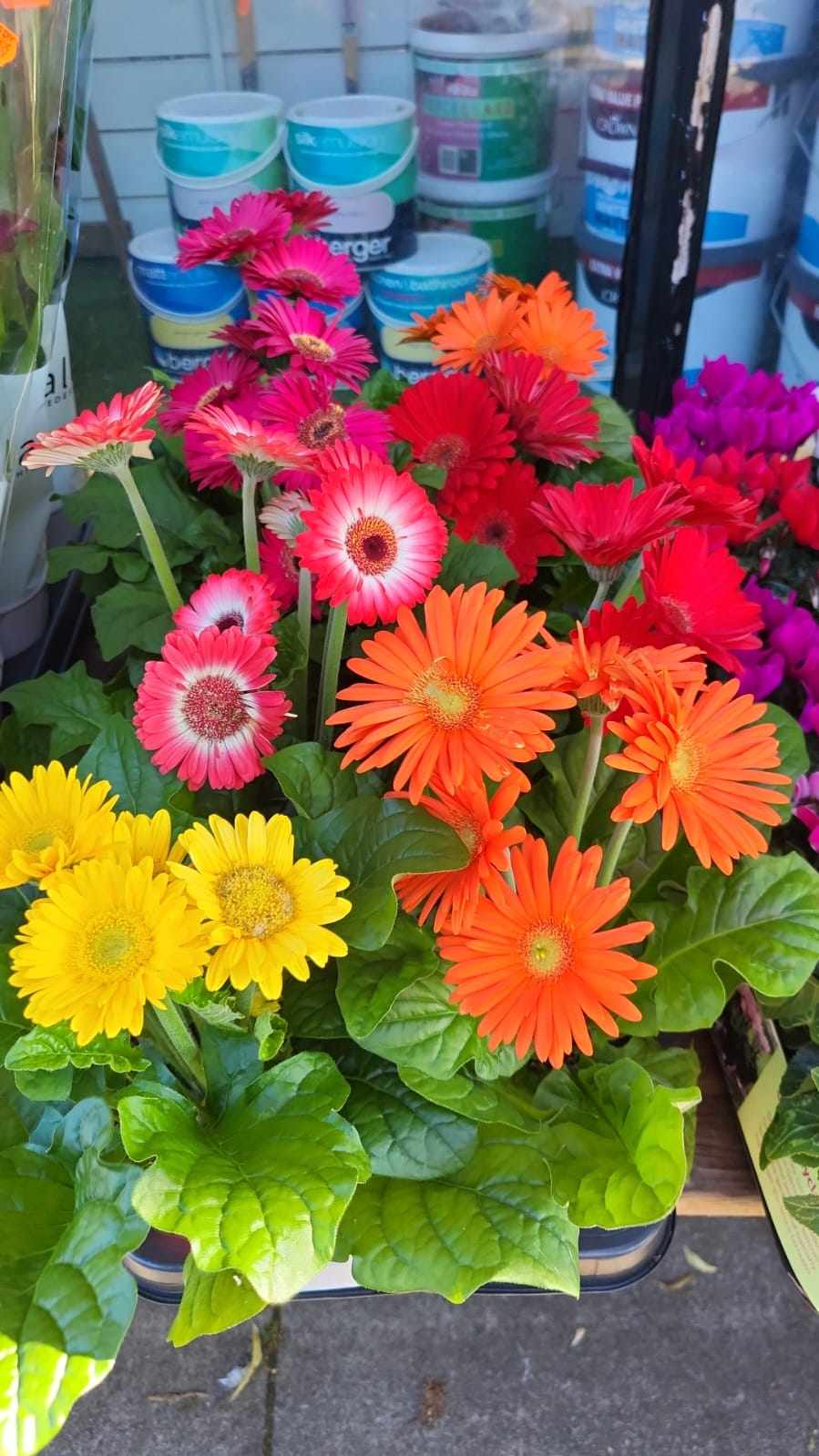 Mixed Perennials 10cm - 30cm Pots (LOCAL PICKUP / DELIVERY ONLY)