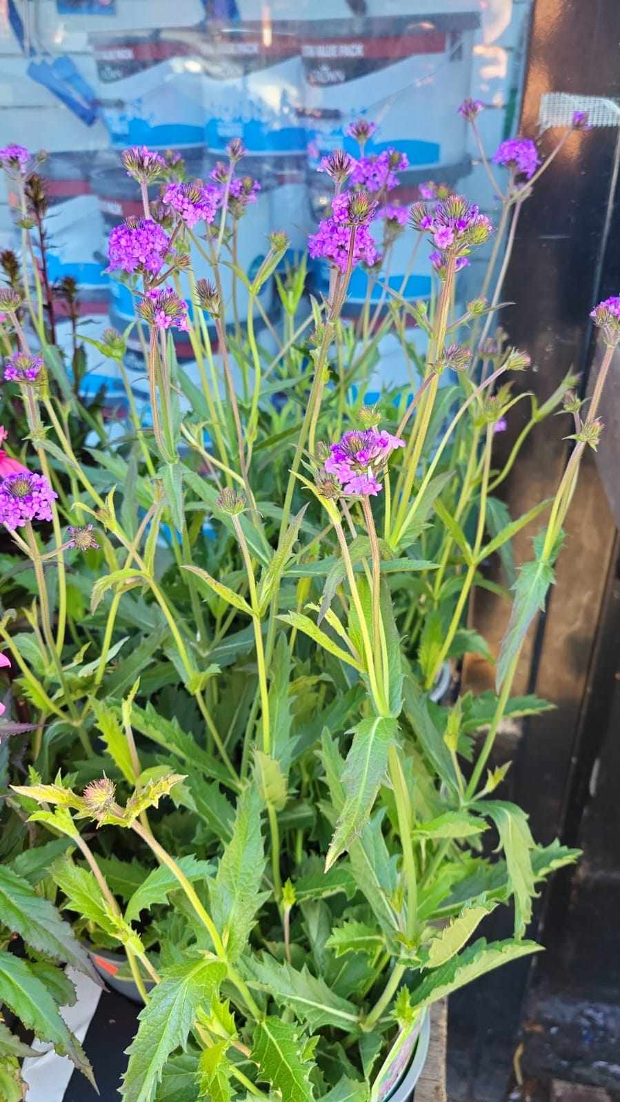 Mixed Perennials 10cm - 30cm Pots (LOCAL PICKUP / DELIVERY ONLY)