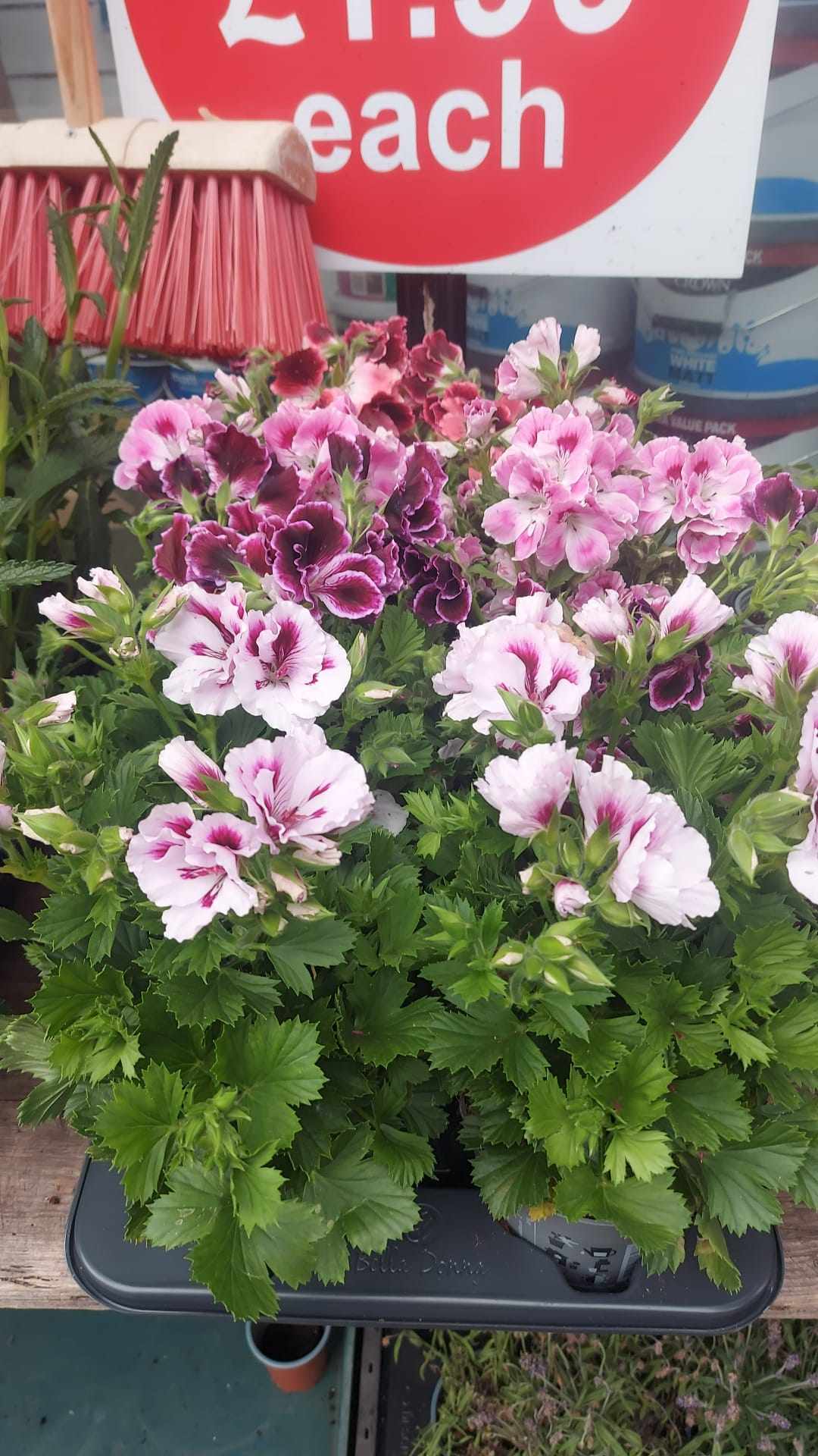 Mixed Perennials 10cm - 30cm Pots (LOCAL PICKUP / DELIVERY ONLY)