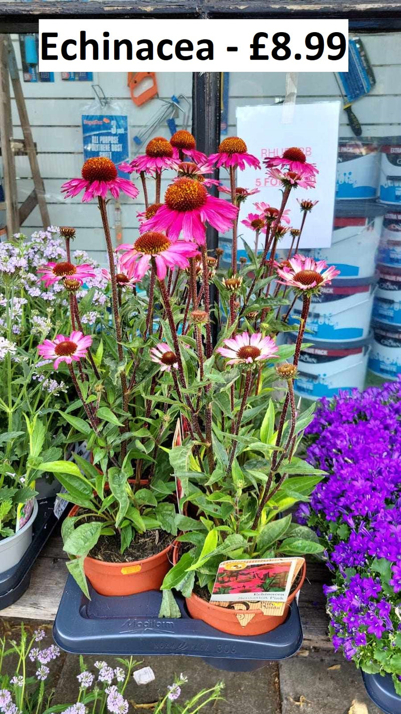 Mixed Perennials 10cm - 30cm Pots (LOCAL PICKUP / DELIVERY ONLY)