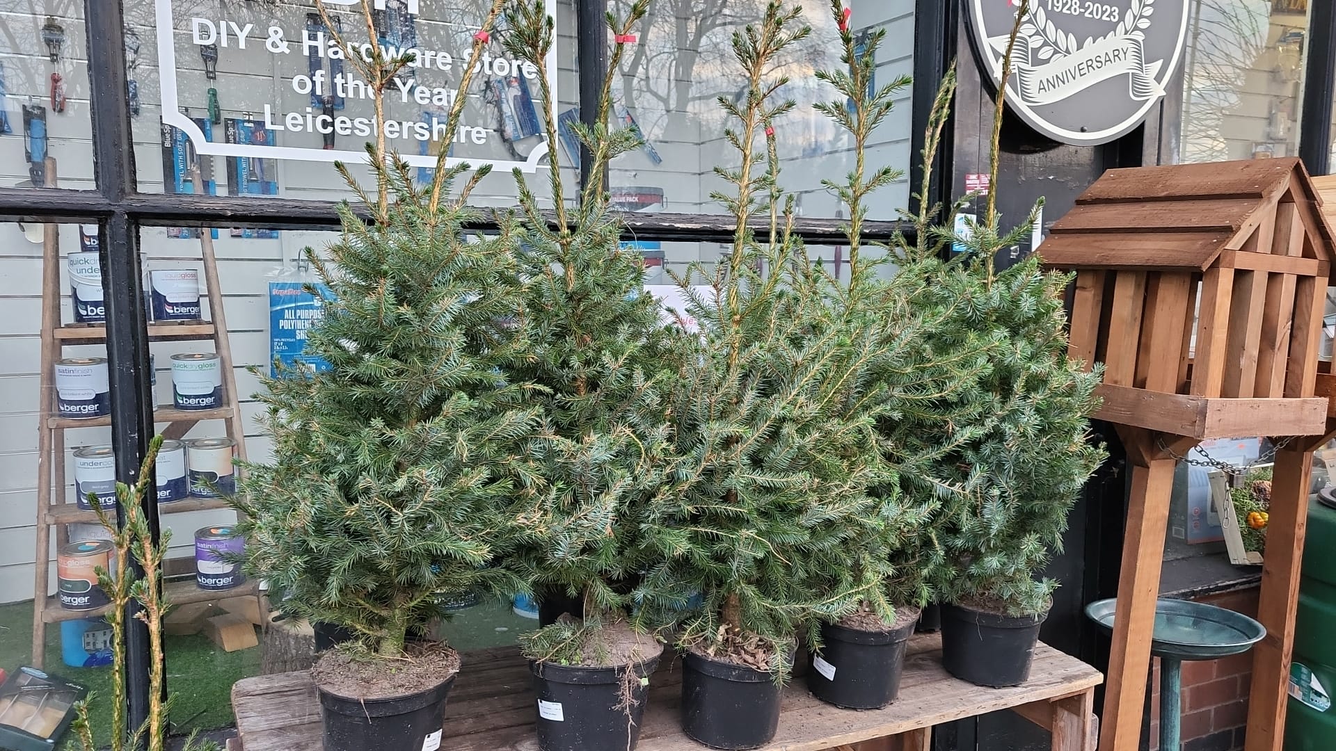 Potted Spruce Christmas Tree 4ft