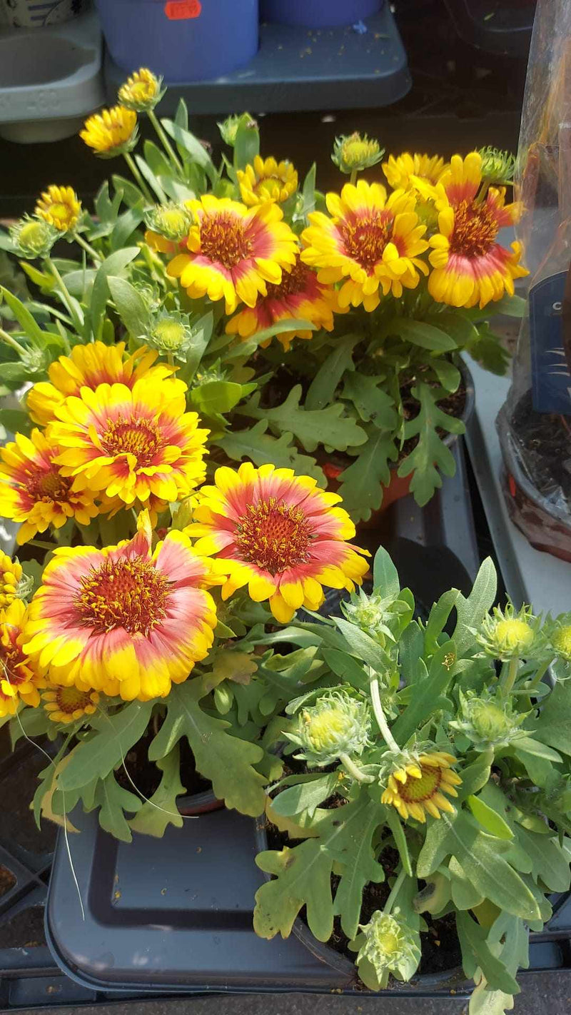 Mixed Perennials 10cm - 30cm Pots (LOCAL PICKUP / DELIVERY ONLY)