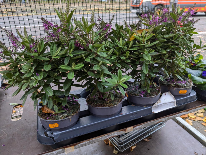 Mixed Perennials 10cm - 30cm Pots (LOCAL PICKUP / DELIVERY ONLY)