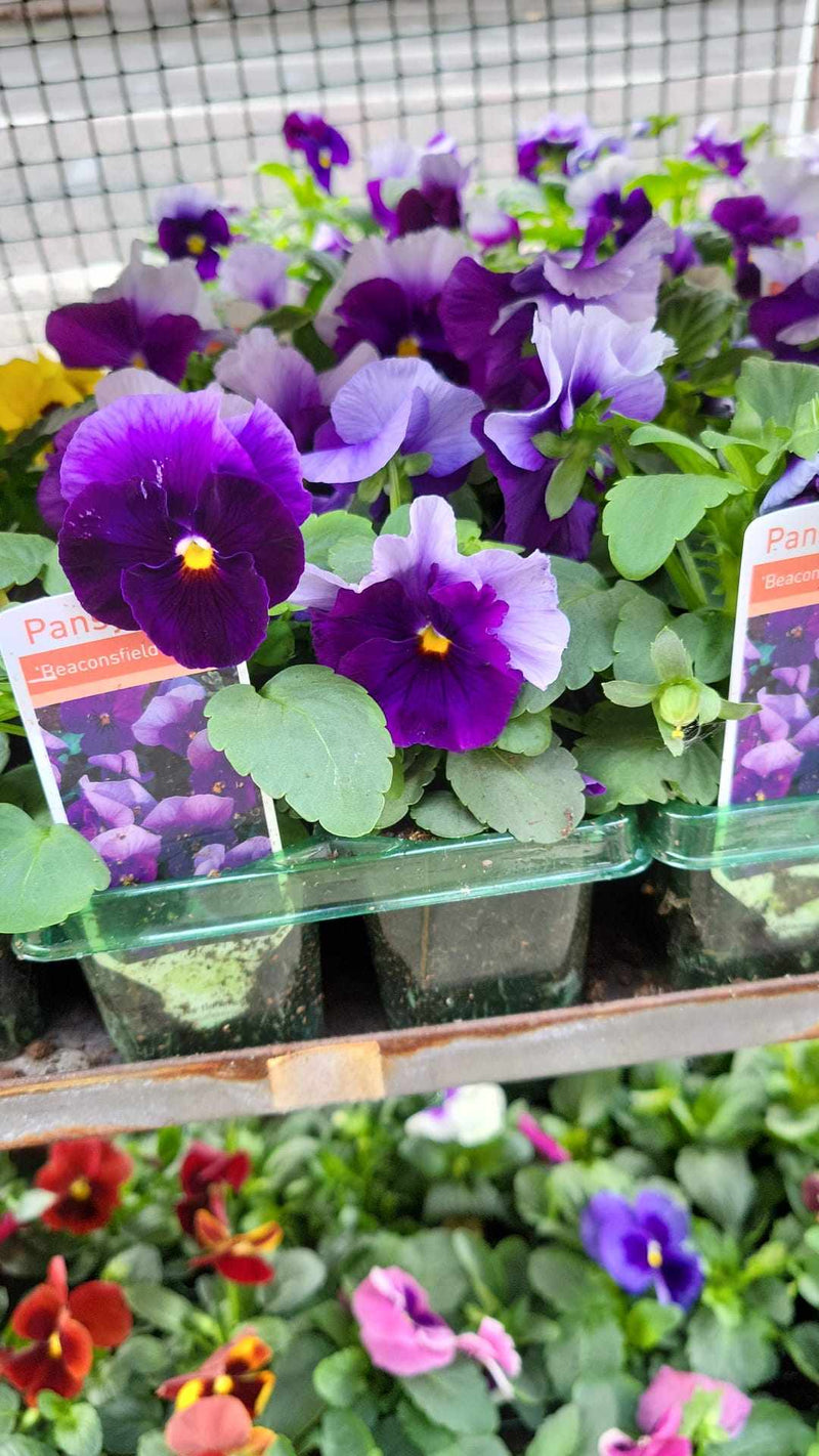 British Grown Autumn / Winter Pansies & Violas(LOCAL PICKUP / DELIVERY ONLY)