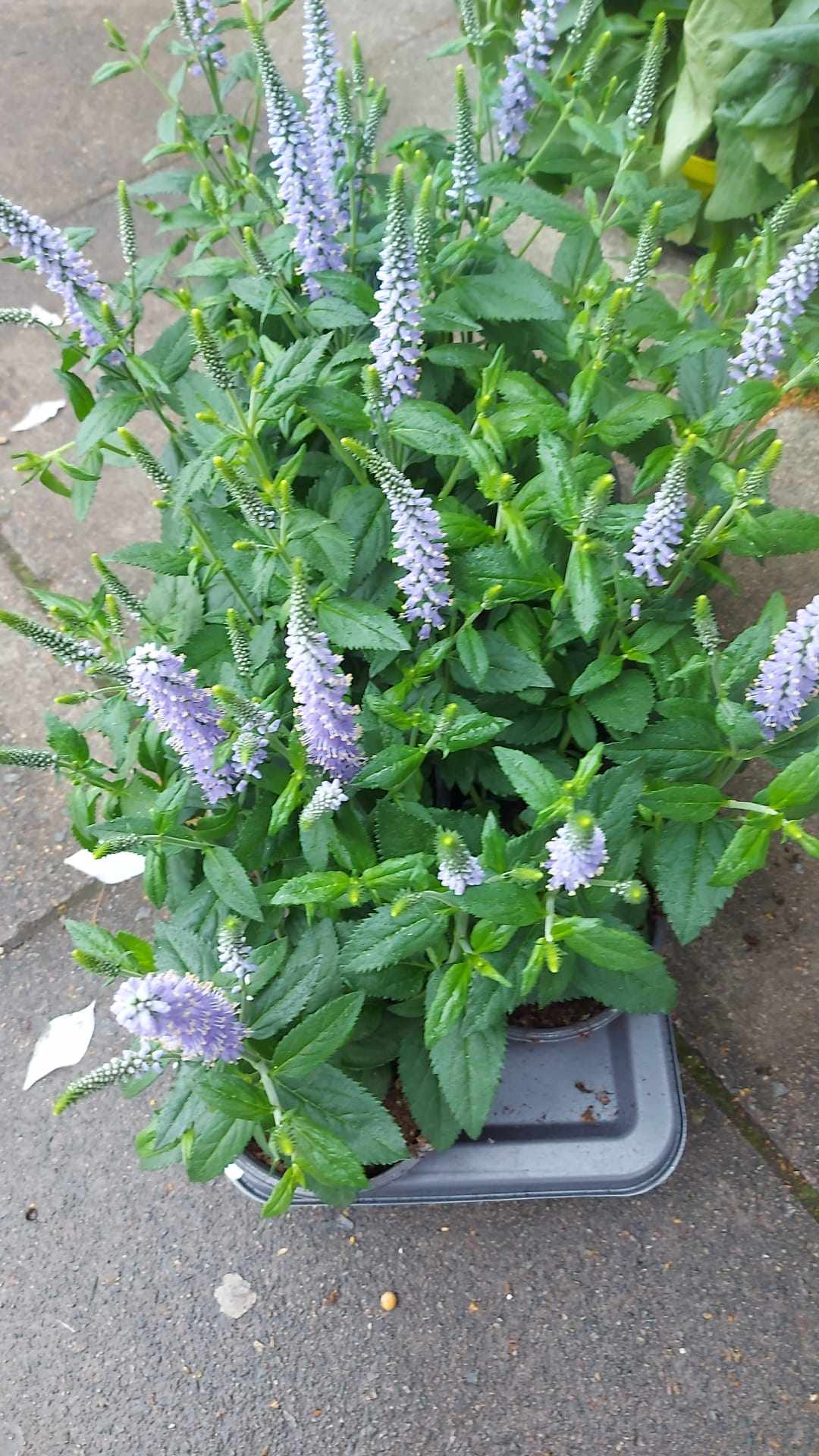 Mixed Perennials 10cm - 30cm Pots (LOCAL PICKUP / DELIVERY ONLY)