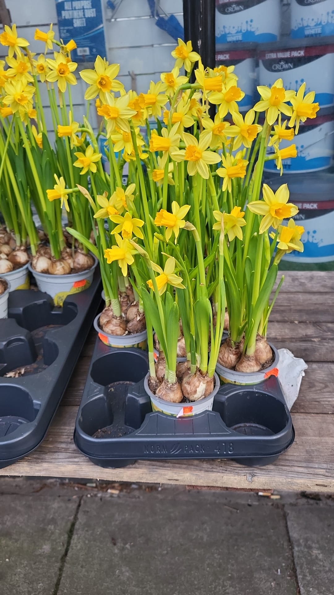 Spring Plants & Bulbs (LOCAL PICKUP / DELIVERY ONLY)