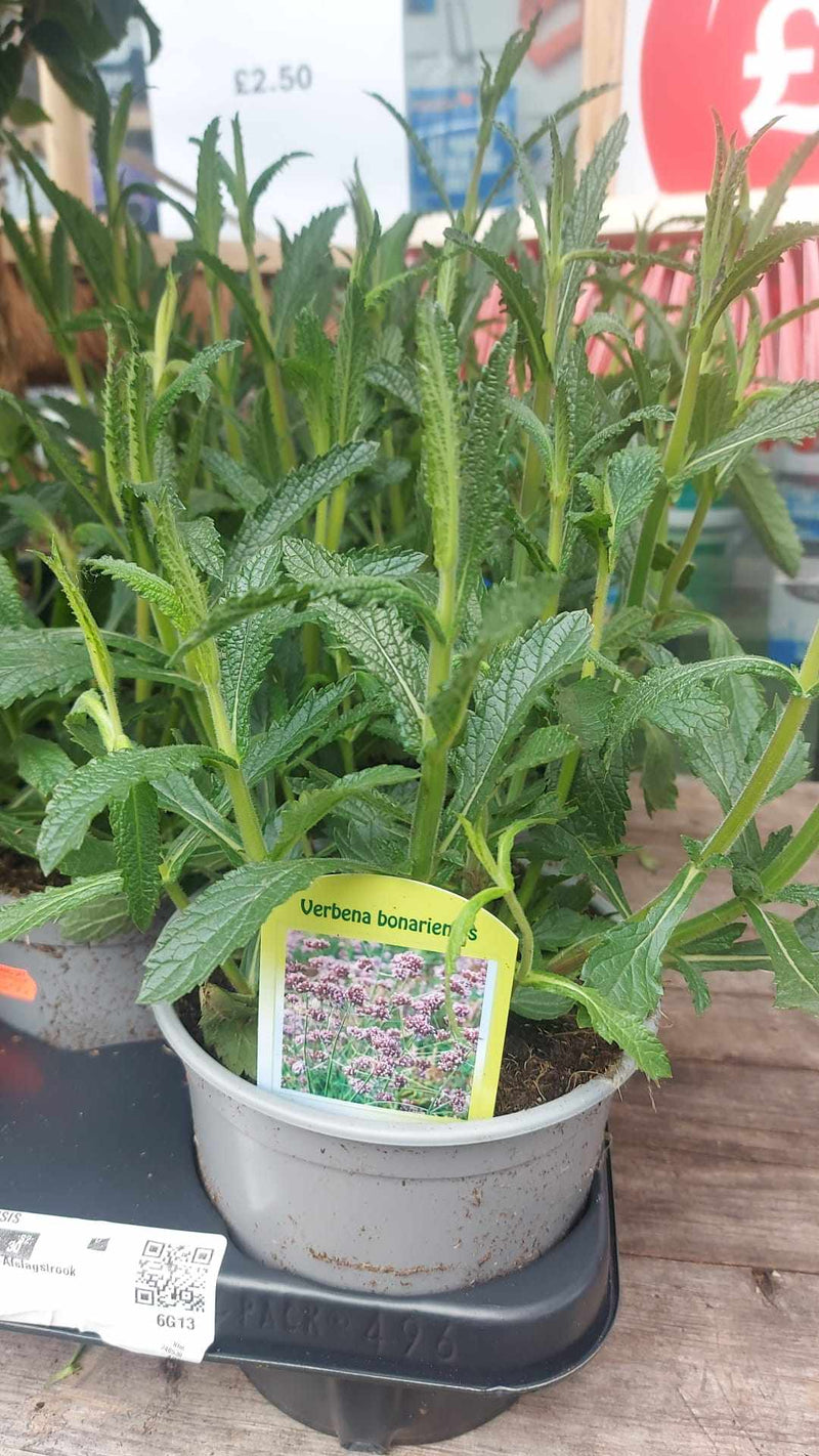 Mixed Perennials 10cm - 30cm Pots (LOCAL PICKUP / DELIVERY ONLY)