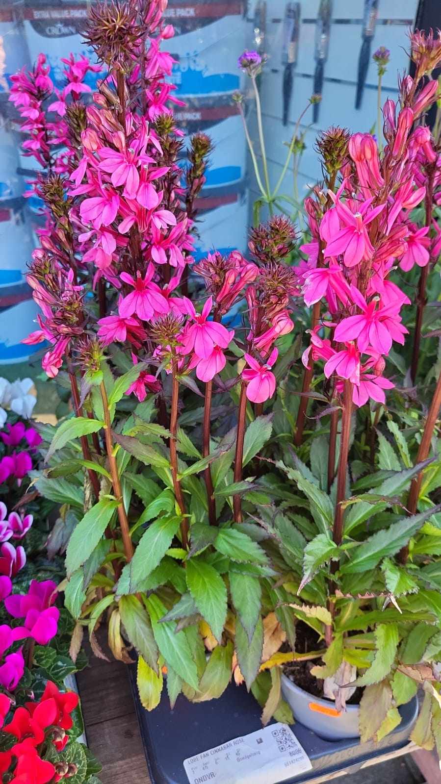 Mixed Perennials 10cm - 30cm Pots (LOCAL PICKUP / DELIVERY ONLY)