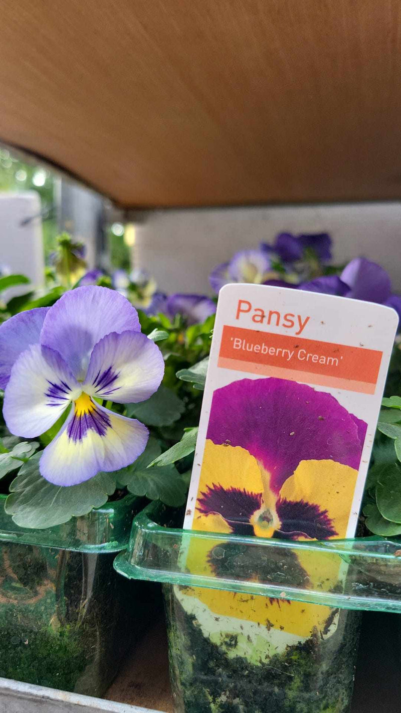 British Grown Autumn / Winter Pansies & Violas(LOCAL PICKUP / DELIVERY ONLY)