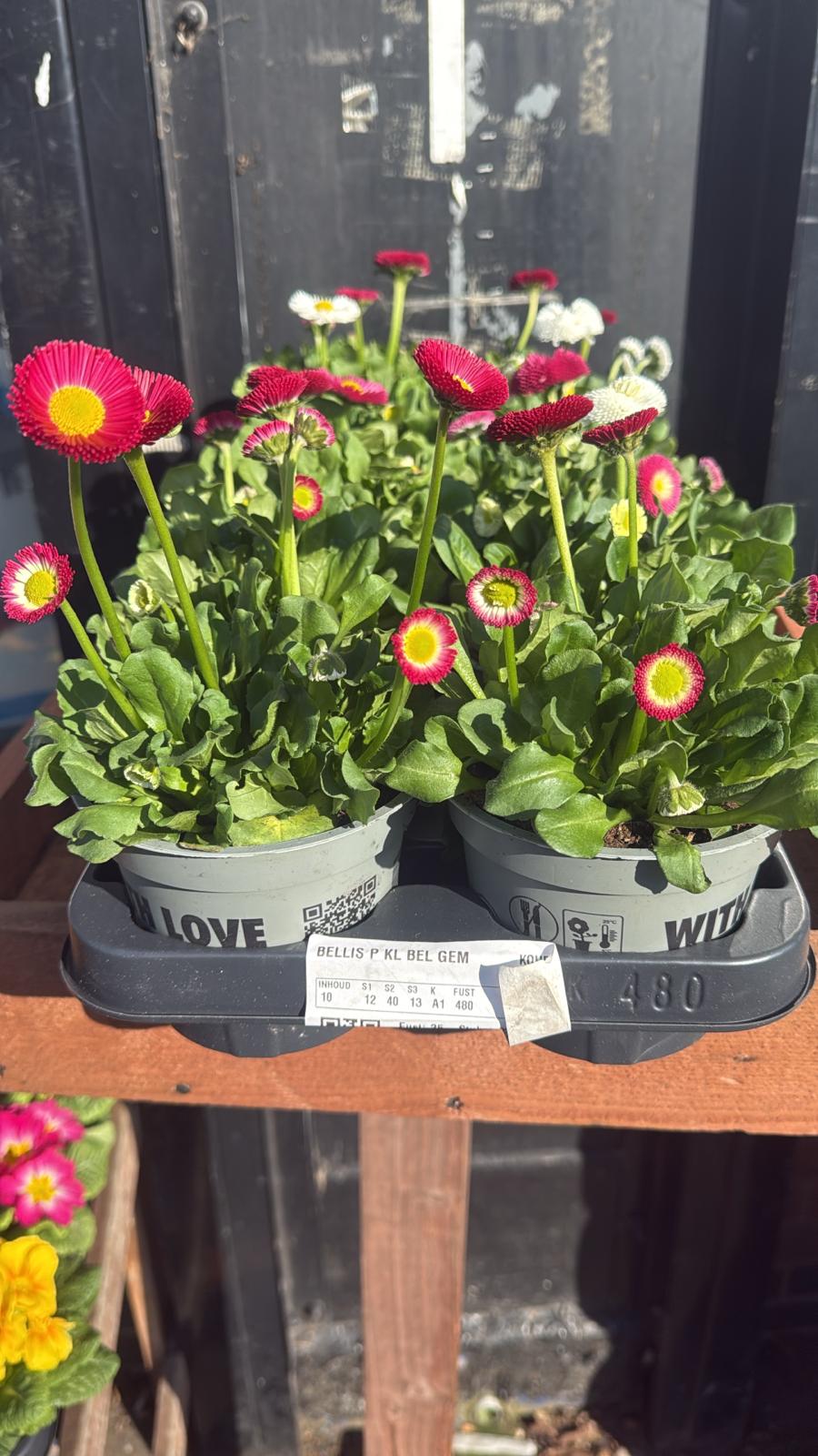 Mixed Plants 10cm - 30cm Pots (LOCAL PICKUP / DELIVERY ONLY)