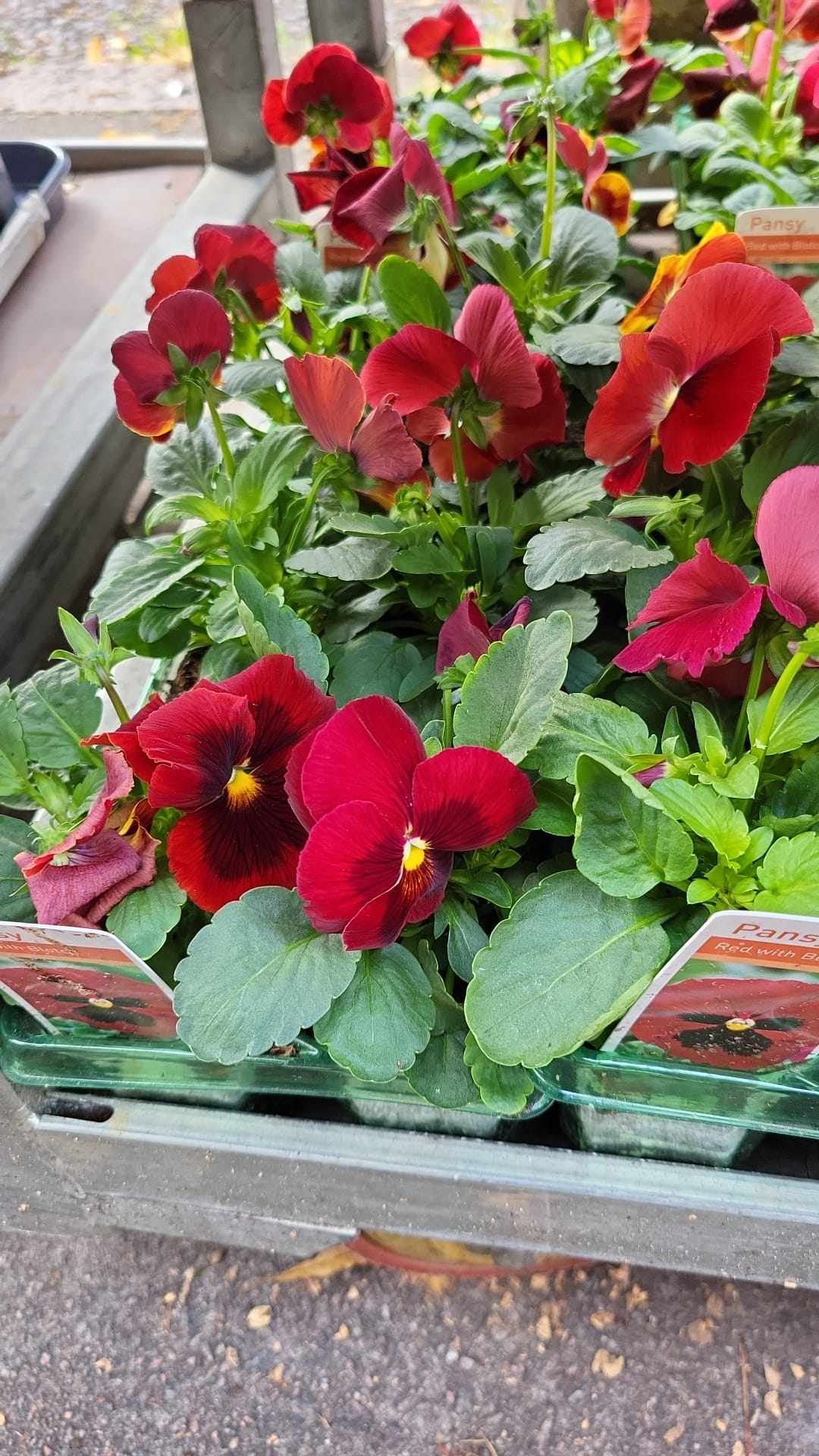 British Grown Bedding Packs (5 TRAYS FOR £17.50) (LOCAL PICKUP / DELIVERY ONLY)