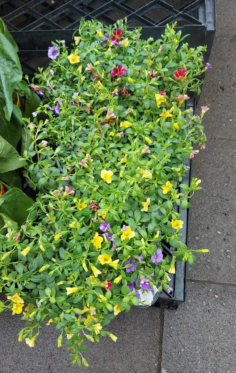 Mixed Perennials 10cm - 30cm Pots (LOCAL PICKUP / DELIVERY ONLY)