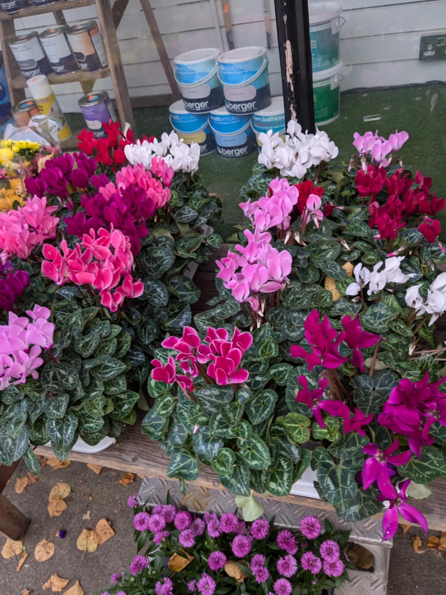 Mixed Perennials 10cm - 30cm Pots (LOCAL PICKUP / DELIVERY ONLY)