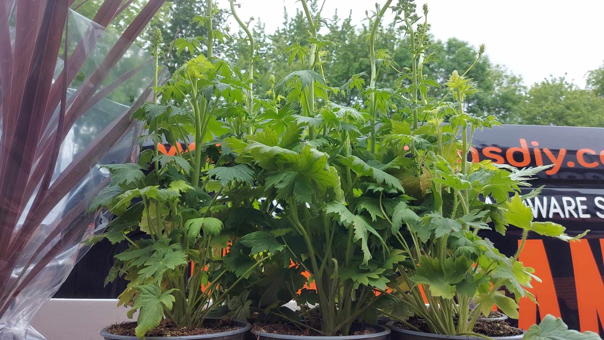 Mixed Perennials 10cm - 30cm Pots (LOCAL PICKUP / DELIVERY ONLY)