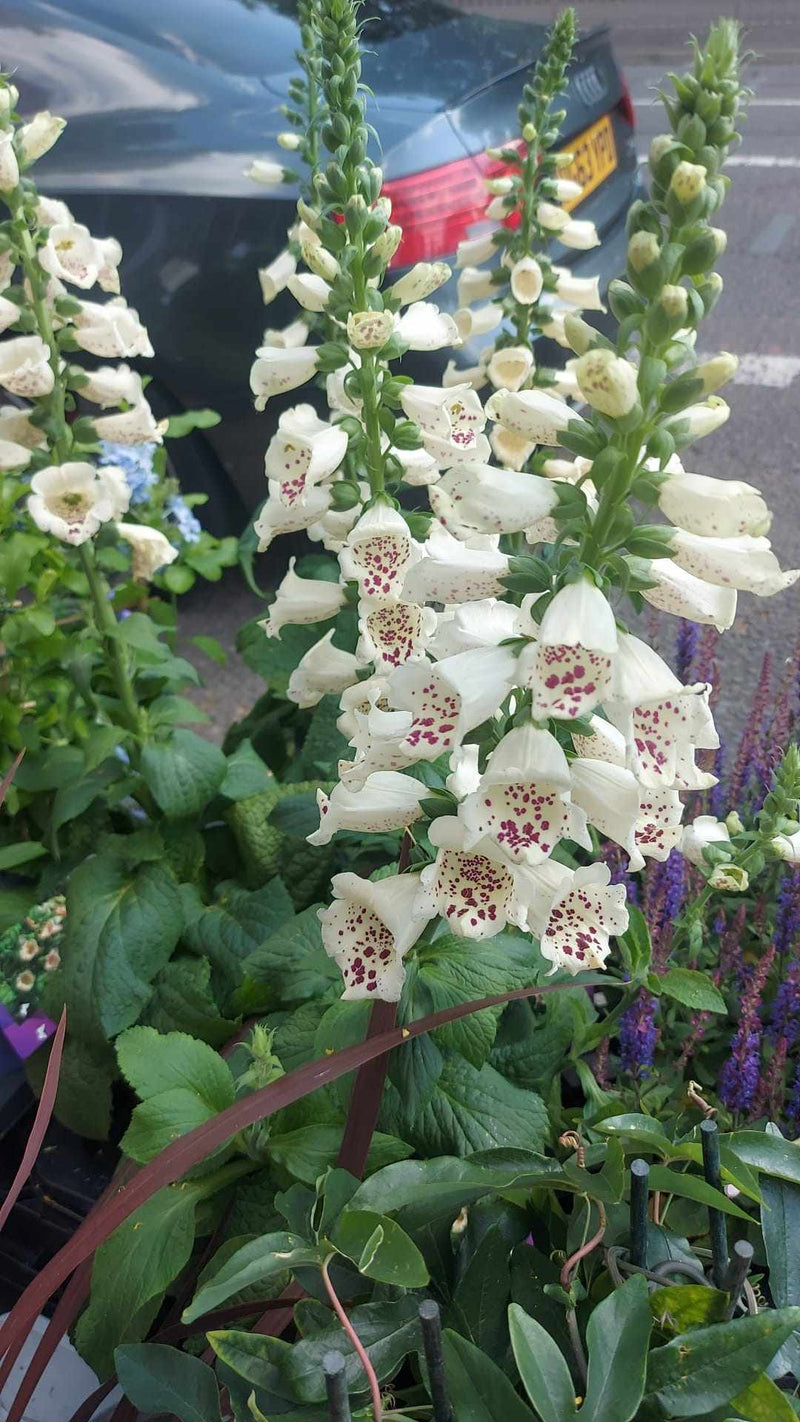 Mixed Perennials 10cm - 30cm Pots (LOCAL PICKUP / DELIVERY ONLY)