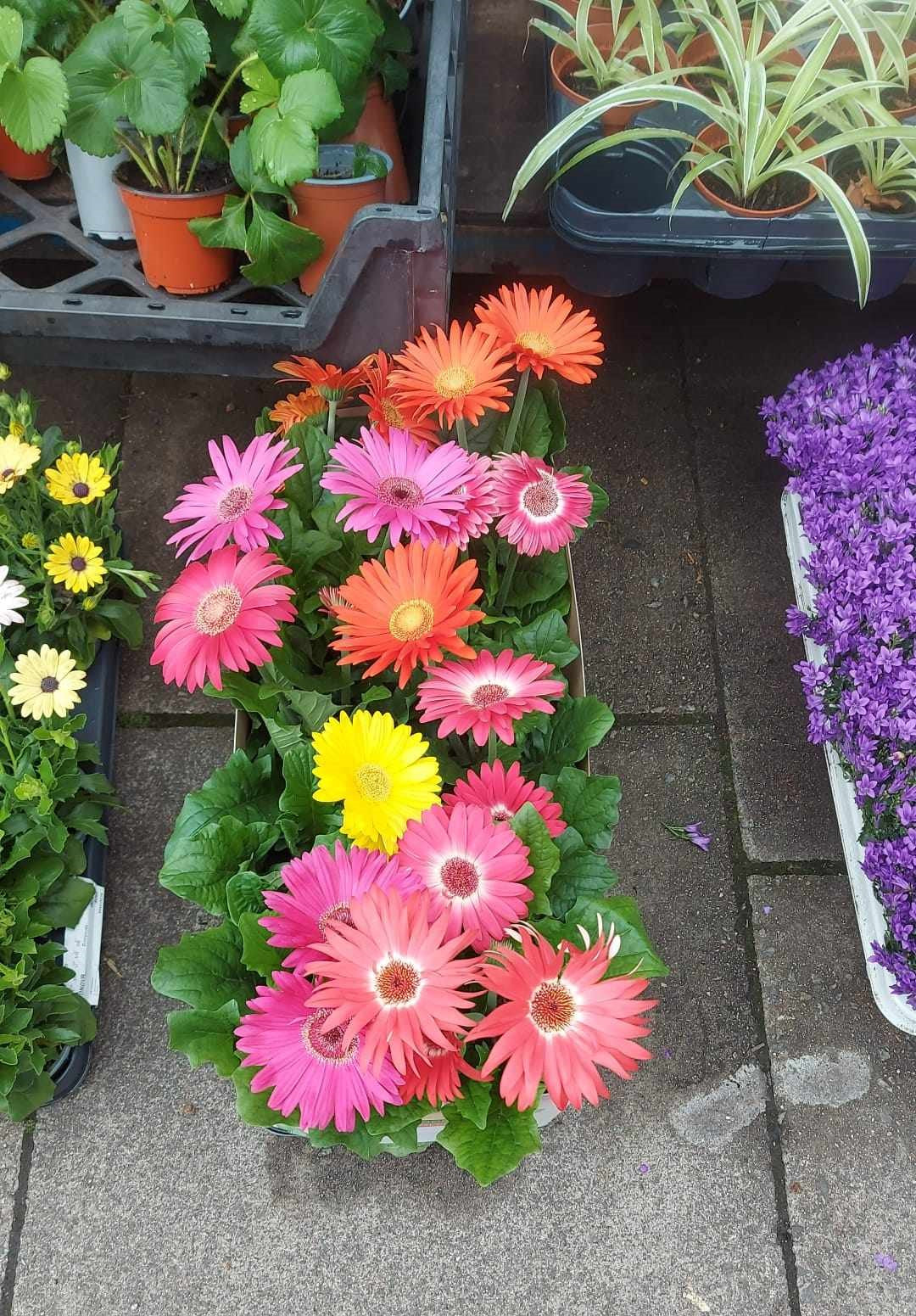 Mixed Perennials 10cm - 30cm Pots (LOCAL PICKUP / DELIVERY ONLY)