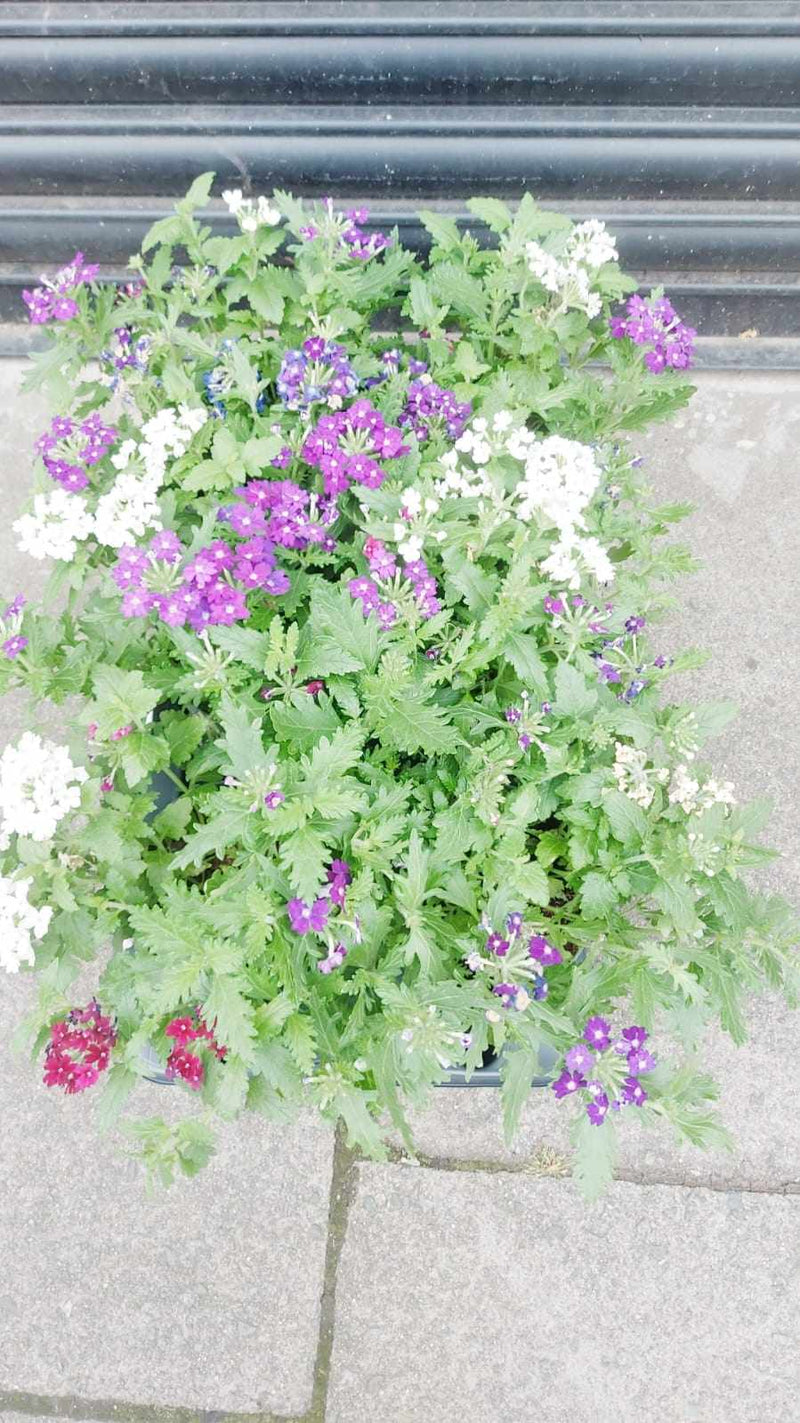 Mixed Perennials 10cm - 30cm Pots (LOCAL PICKUP / DELIVERY ONLY)