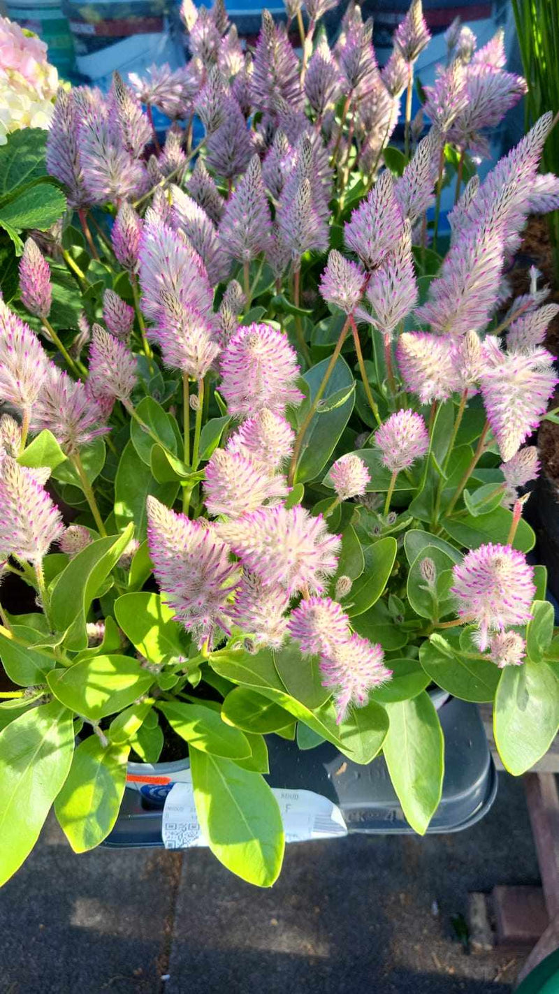 Mixed Perennials 10cm - 30cm Pots (LOCAL PICKUP / DELIVERY ONLY)