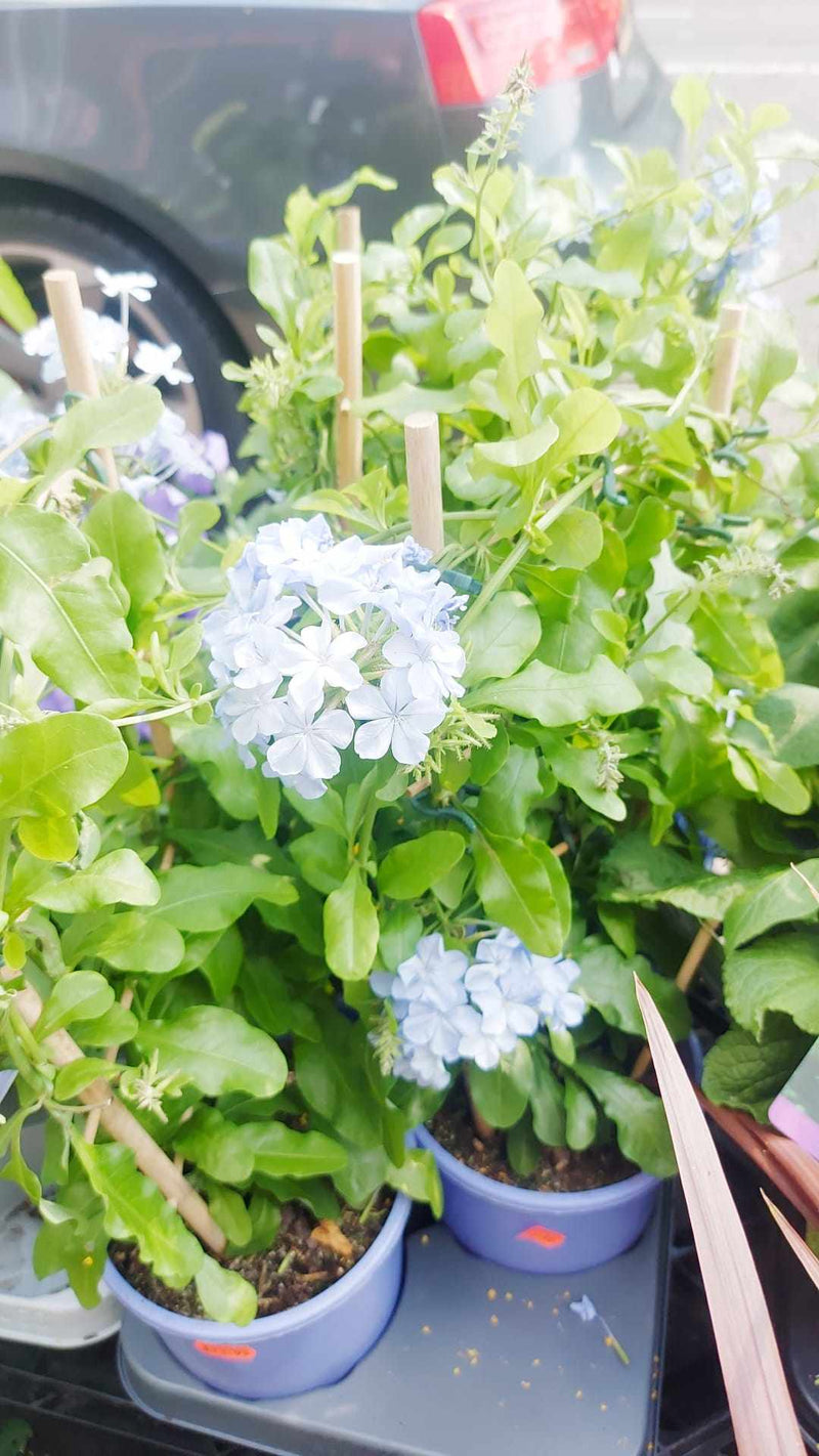 Mixed Perennials 10cm - 30cm Pots (LOCAL PICKUP / DELIVERY ONLY)