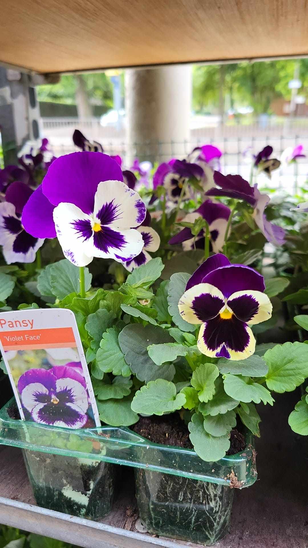 British Grown Autumn / Winter Pansies & Violas(LOCAL PICKUP / DELIVERY ONLY)