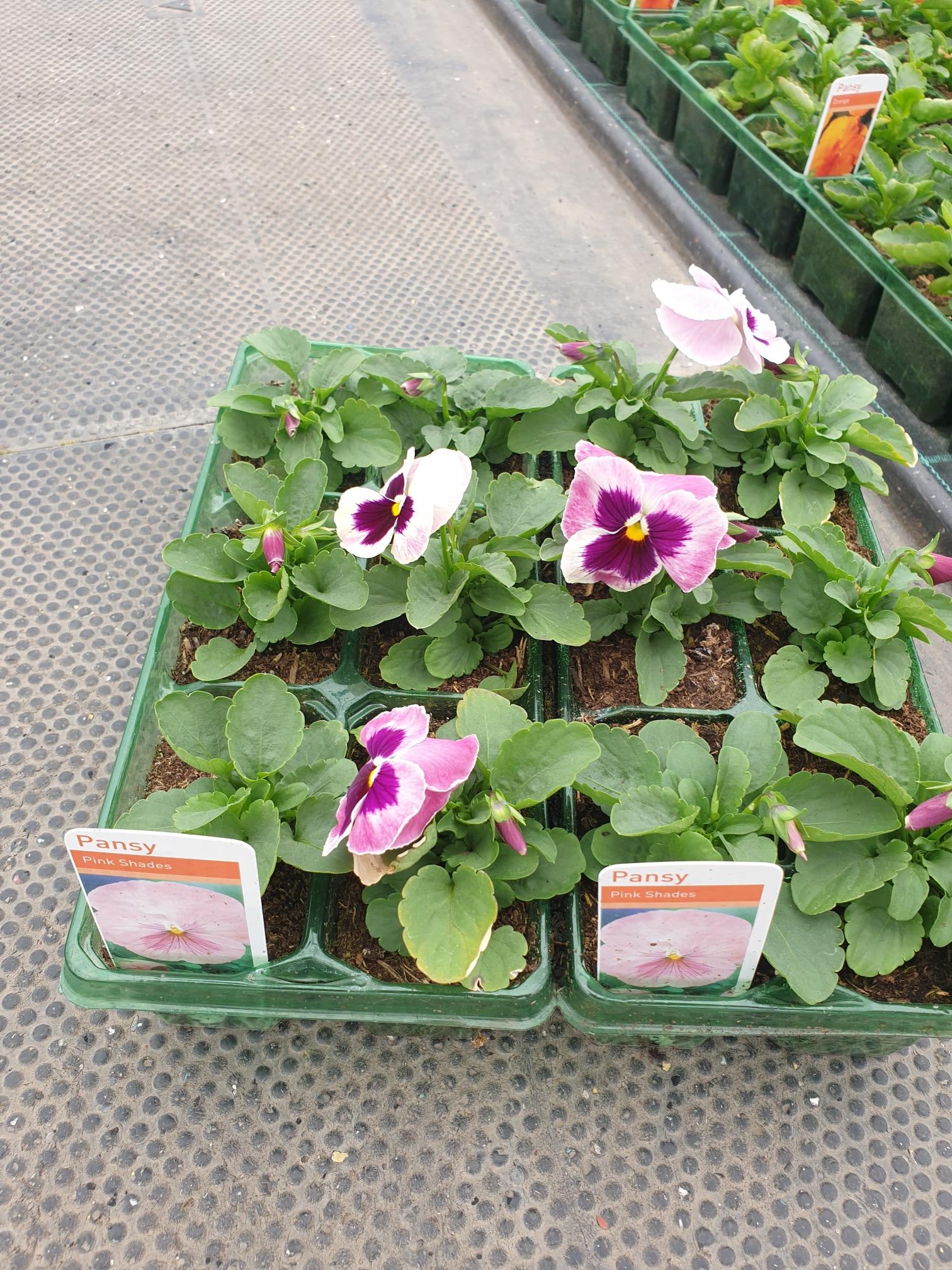 British Grown Autumn / Winter Pansies & Violas(LOCAL PICKUP / DELIVERY ONLY)