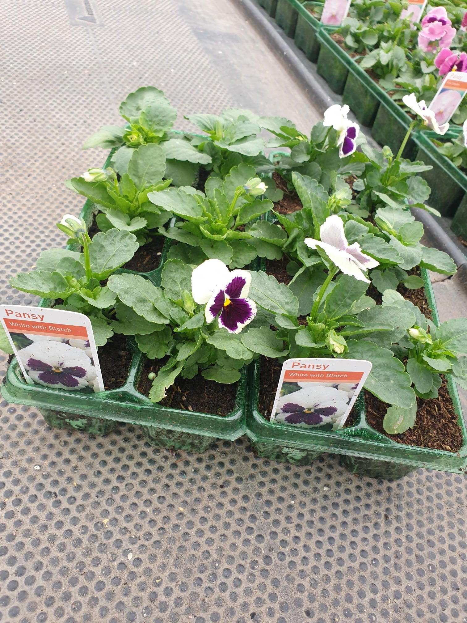 British Grown Bedding Packs (5 TRAYS FOR £17.50) (LOCAL PICKUP / DELIVERY ONLY)