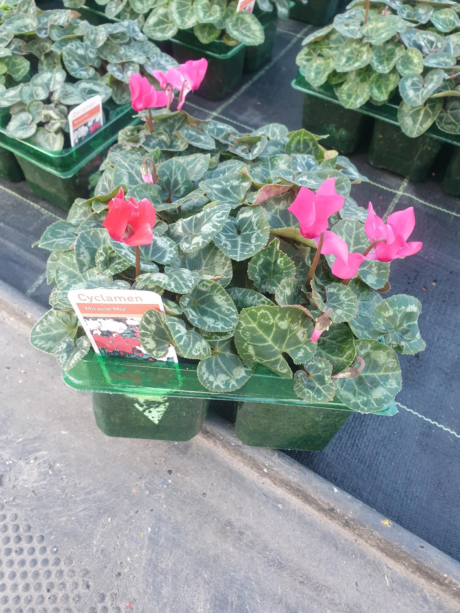 Mixed Cyclamen Trays British Grown (LOCAL PICKUP / DELIVERY ONLY)