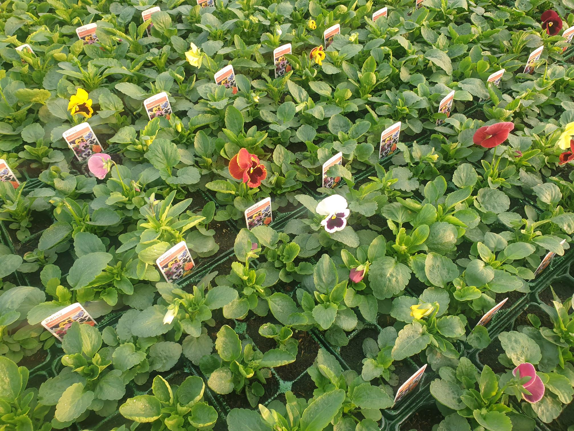 British Grown Bedding Packs (5 TRAYS FOR £17.50) (LOCAL PICKUP / DELIVERY ONLY)