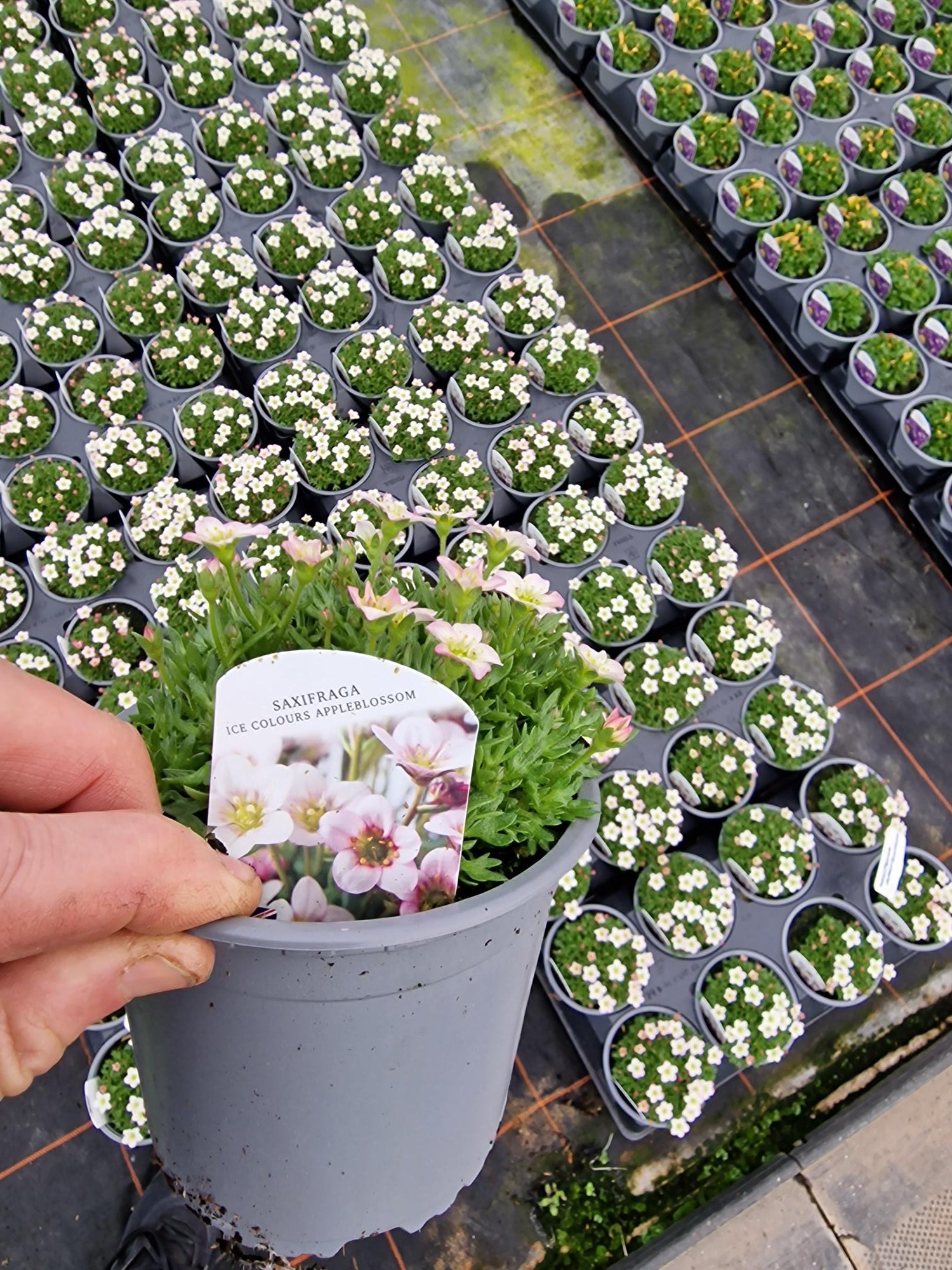 British Grown Perennials 1 Litre Circular Pots (LOCAL PICKUP / DELIVERY ONLY)