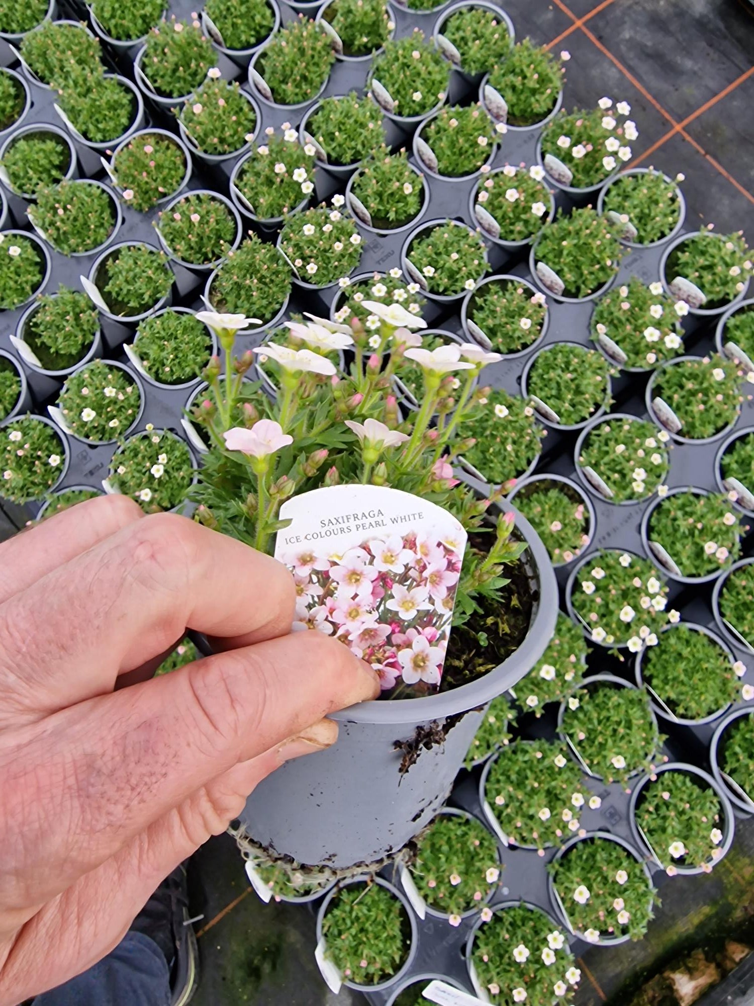 British Grown Perennials 1 Litre Circular Pots (LOCAL PICKUP / DELIVERY ONLY)