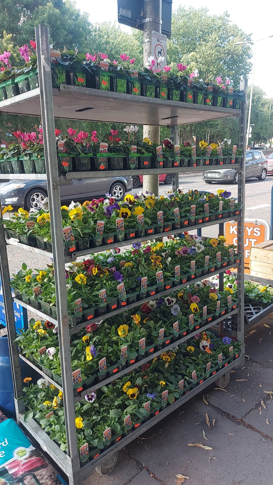 British Grown Autumn / Winter Pansies & Violas(LOCAL PICKUP / DELIVERY ONLY)