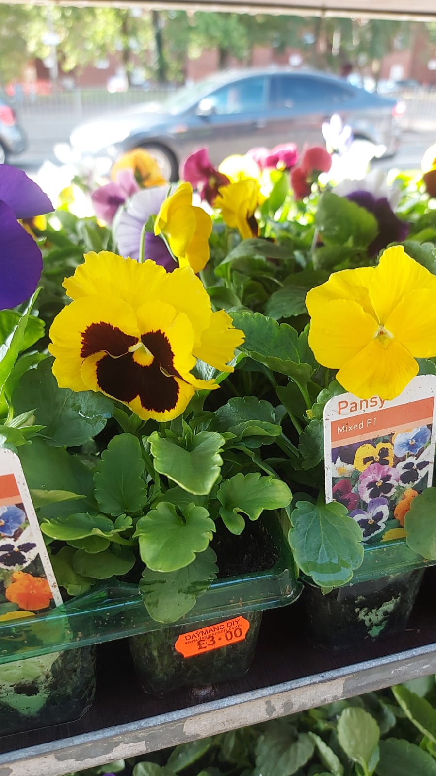 British Grown Autumn / Winter Pansies & Violas(LOCAL PICKUP / DELIVERY ONLY)