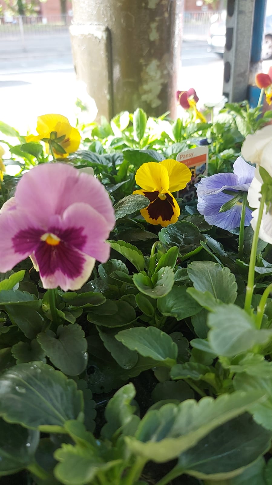 British Grown Autumn / Winter Pansies & Violas(LOCAL PICKUP / DELIVERY ONLY)