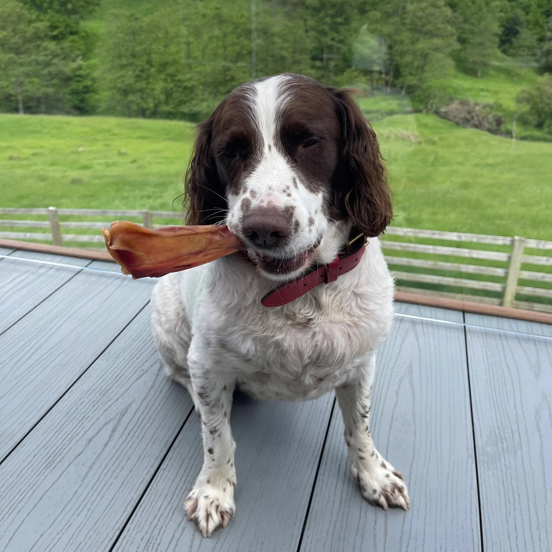 Dried Pigs Ear Dog Treat